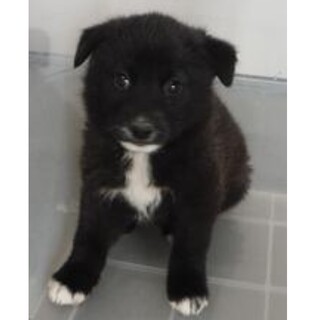 里親様に迎えられました。子犬♂288