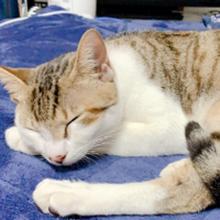 うに