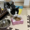雑種の子猫募集します サムネイル2