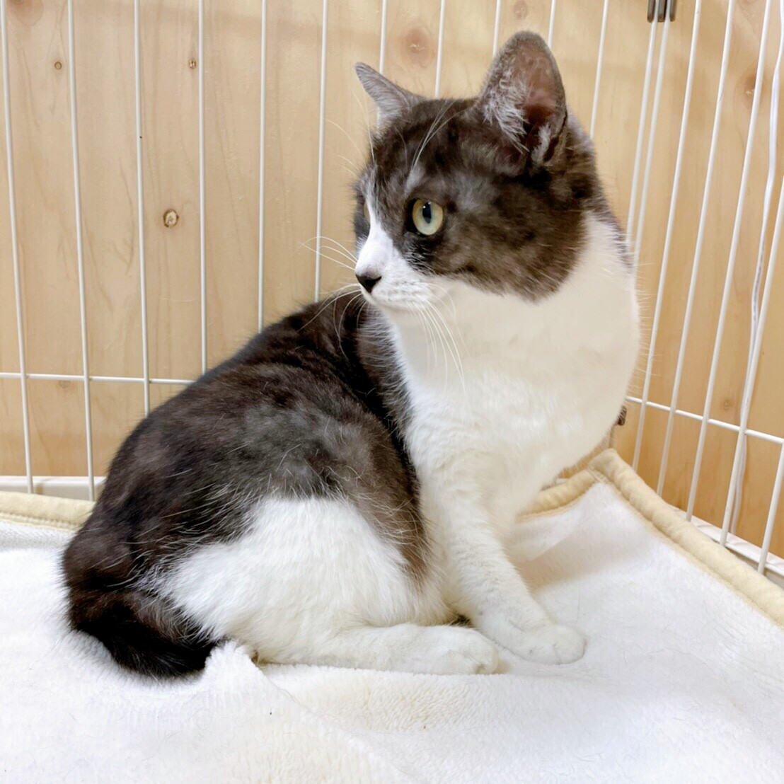 3/21西千葉☆ブラックスモーク♡「フクくん」 サムネイル2