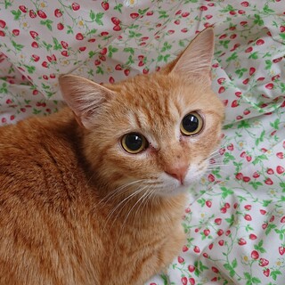 ゴロゴロ甘える　茶トラ女子ミモちゃん