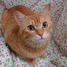 ゴロゴロ甘える　茶トラ女子ミモちゃん サムネイル3