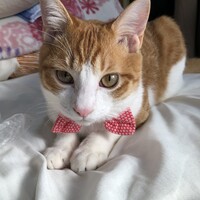 琥太郎