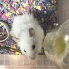 ロボロフスキー サムネイル2