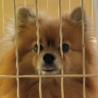 血統書付きポメラニアン　そら