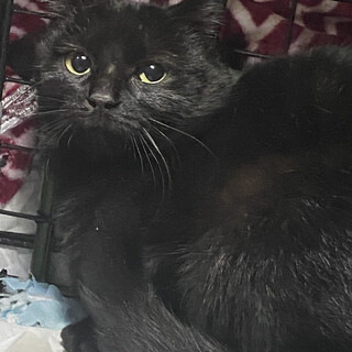 一人残された仔猫