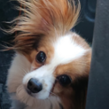 パピヨン６歳★ルナちゃん　繁殖引退犬