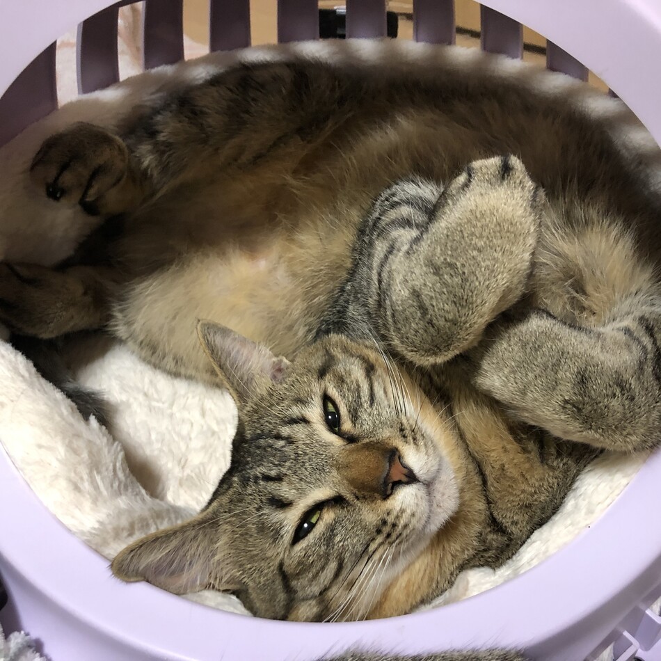 レオンのカバー写真