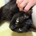  奥手で甘えん坊 ♡ ボブテイルの福猫「くぅ」くん