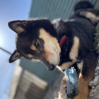 くろ