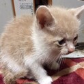 現在1か月の子猫たち