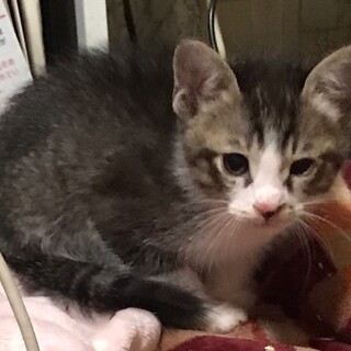 現在2か月の子猫たち