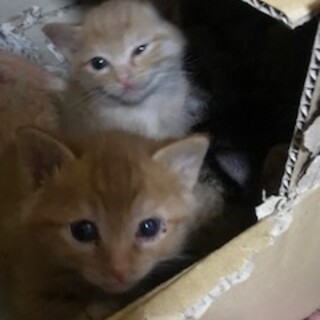 現在1か月の子猫たち