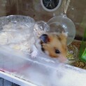 男の子ハムスター