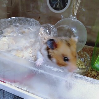男の子ハムスター