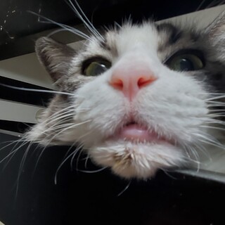 メス老猫14歳　至急