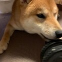 応募者多数のため募集締め切ります。