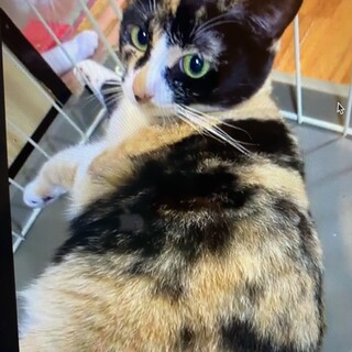 【大きなくりくりおめめ】ミケジョのよつはちゃん