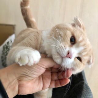 【家族決定】どすこい、ずっしり★兵庫県まさむね君