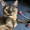 魅惑の毛色、賢くて甘えん坊(トライアル中)