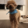 痩せてるので短く刈るとかなりスリム。