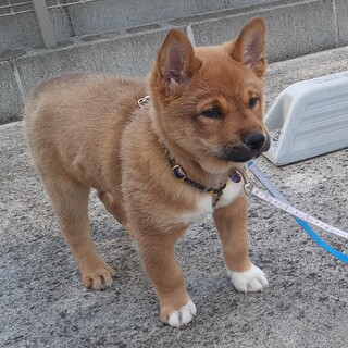 やんちゃ坊主な「ぼー」