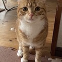 一歳マンチカン　女の子