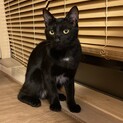 猫さん大好き甘えん坊黒猫君　募集停止