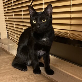 猫さん大好き甘えん坊黒猫君　募集停止