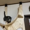高いとこ大好き