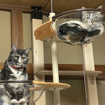 食後のマッタリ