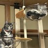 食後のマッタリ