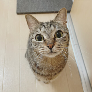 岐阜多頭崩壊現場レスキュー☆しゅうくん☆