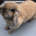 ポーランドドロップ  3才0ヶ月です
