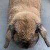 ポーランドドロップ  3才0ヶ月です サムネイル2