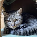 人懐こいキジ猫"キーちゃん"