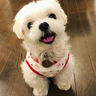 とても明るく、人懐こい甘えん坊なﾓｰﾘｰちゃん♪