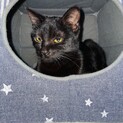黒猫ララ