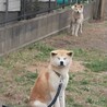 中型犬サイズの秋田犬 サムネイル2