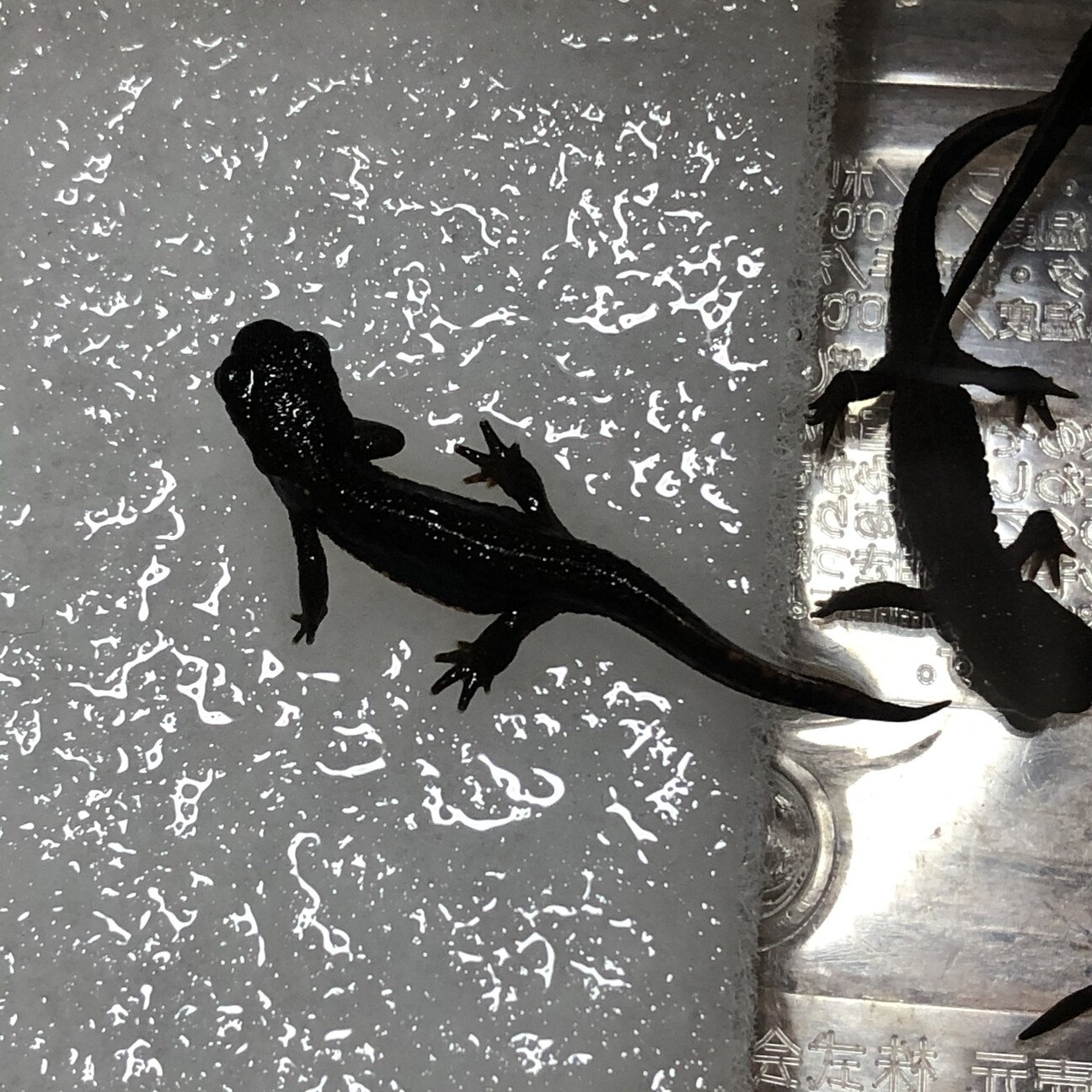 まだまだ募集中です ア 静岡県 爬虫類 他の里親募集 ペットのおうち 月間利用者150万人