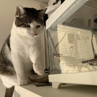 サバシロ　ふとっちょ