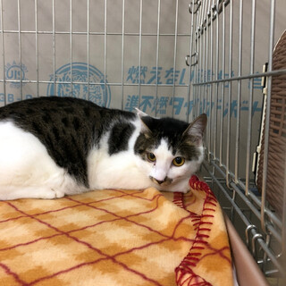 5月生まれ　甘えん坊のキジ白の男の子