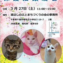 稲ねこ　保護猫譲渡会