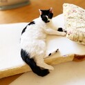 甘えっこの男の子　先住猫さんＯＫ