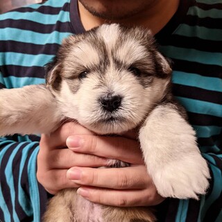 【令和3年2月生まれ】里親さんを募集中です