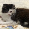 ふわふわメインクーンミックス？？
