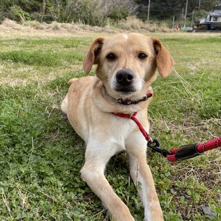 1～2歳くらい☆リサ