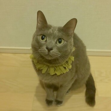の写真