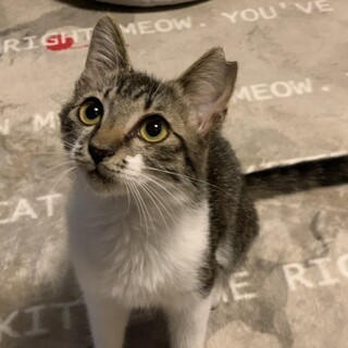 元気な女の子プーちゃん