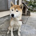 柴犬いち君の新しい家族になって下さい。